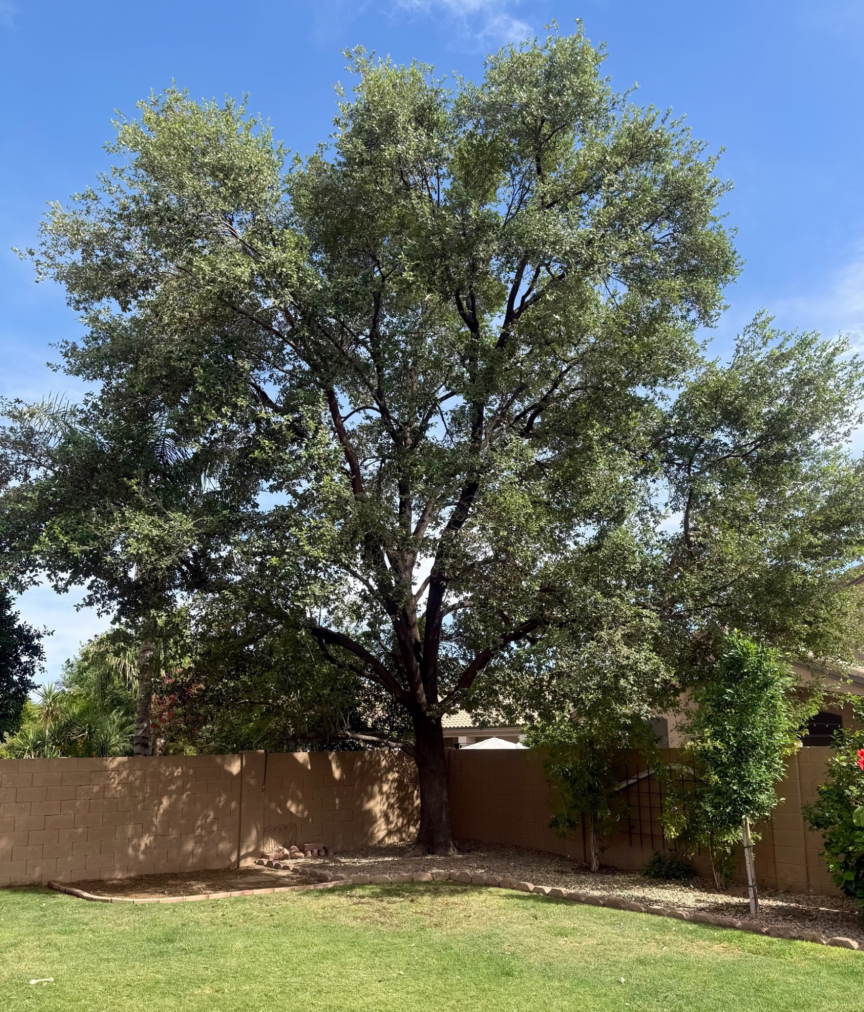 Tree Trimming